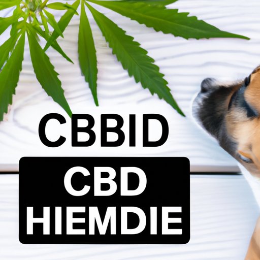 The Differences Between Hemp and CBD for Dogs: Understanding Their Benefits and Uses