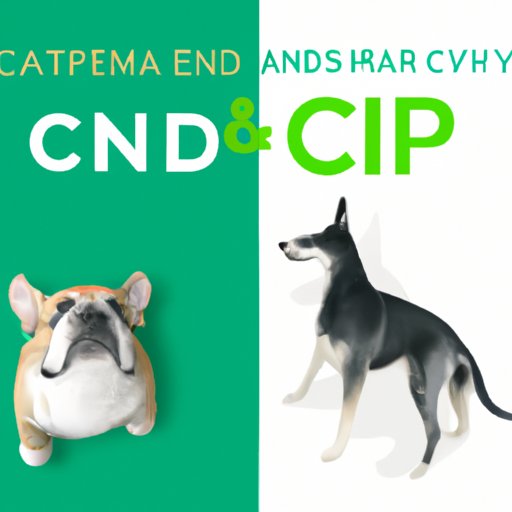 Hemp vs. CBD: A Guide to Choosing the Best Option for Your Furry Friend