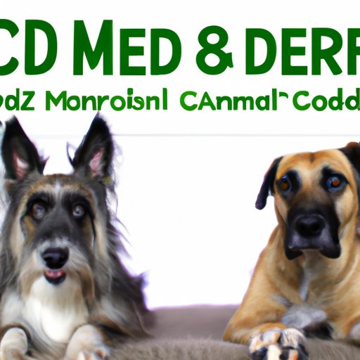 Comparing and Contrasting Hemp Oil and CBD Oil for Your Canine Companion