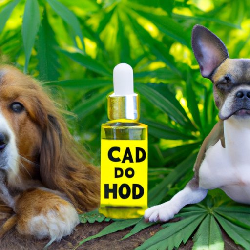 Understanding the Differences Between Hemp Oil and CBD Oil for Dogs