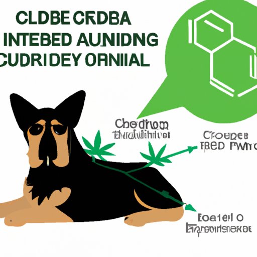 Understanding CBD Usage in Dogs