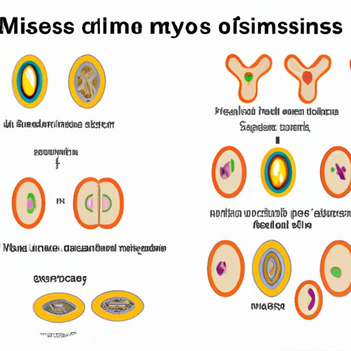 Understanding the Intricate Process of Meiosis and its Contribution to Genetic Diversity