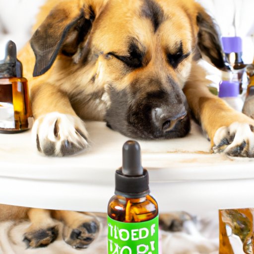 CBD and Your Pets: What You Need to Know About Using CBD for Your Furry Friends