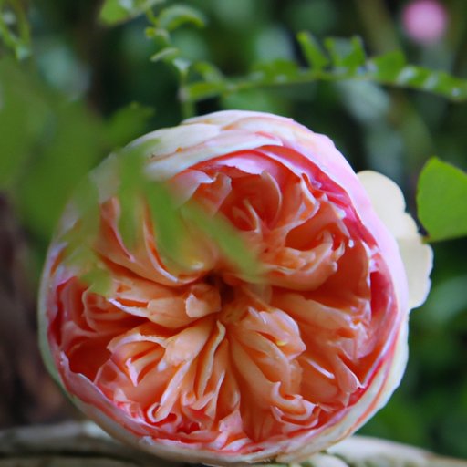 The Ultimate Guide to Everlasting Roses: A Yearlong Bloom
