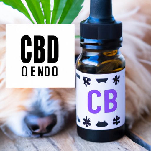 CBD Oil for Dogs: Debunking Common Misconceptions
