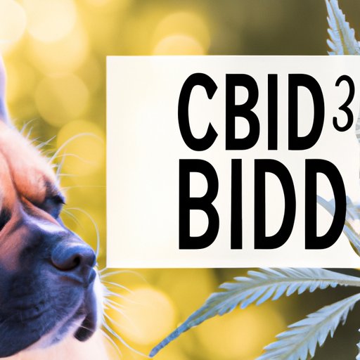 Benefits of CBD Oil for Dogs: Why Your Pup Might Benefit from Daily Use
