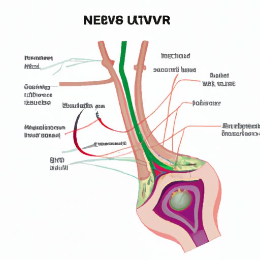 Exploring the Fascinating World of Sympathetic Nerves and Their Exit Points