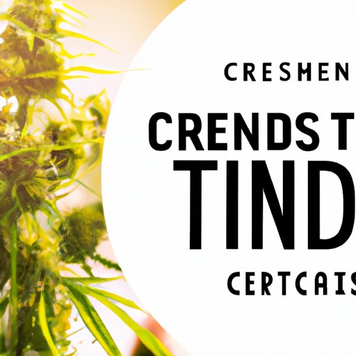 Terpenes in CBD: Why They Matter and What You Need to Know