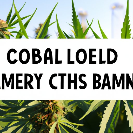  CBD Industry Leaders: Our Handpicked Selection of the Best CBD Companies 