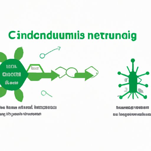 CBD and the Endocannabinoid System