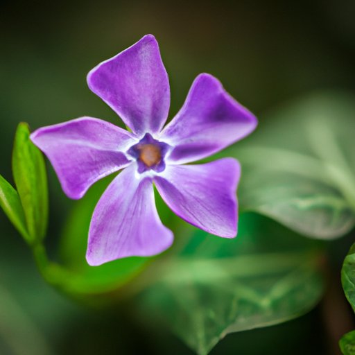 The History and Symbolism of Periwinkle: From Medieval Times to Modern Design