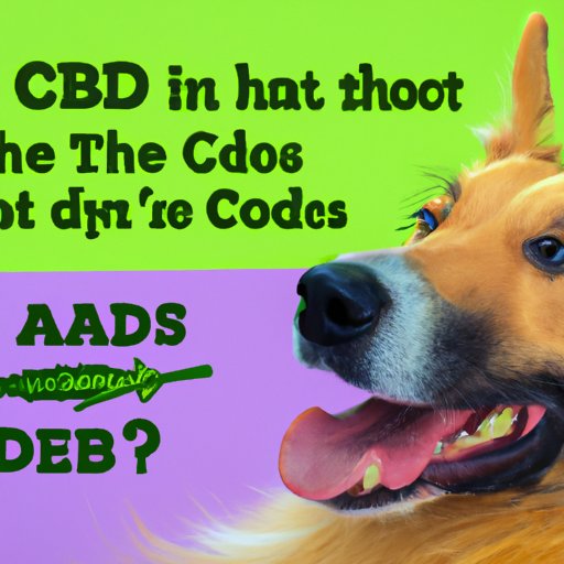 The Pros and Cons of CBD Usage for Dogs: Separating Myths from Facts