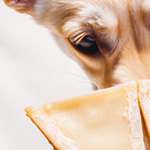How to Keep Your Pup Safe: Understanding CBD Gummies and Your Pet