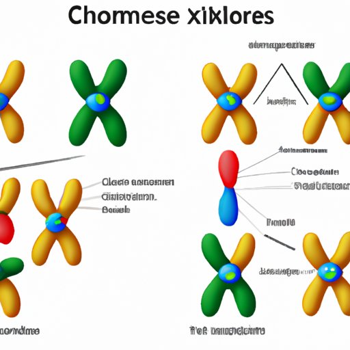 The Chromatid Connection: How Chromosomes are Formed