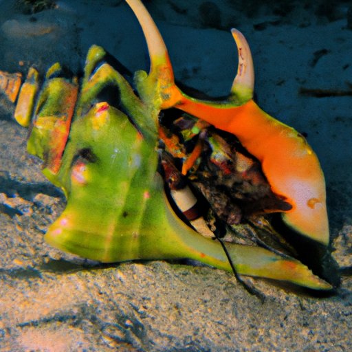 The Resilient Life of the Conch: An Unseen World Under the Sea