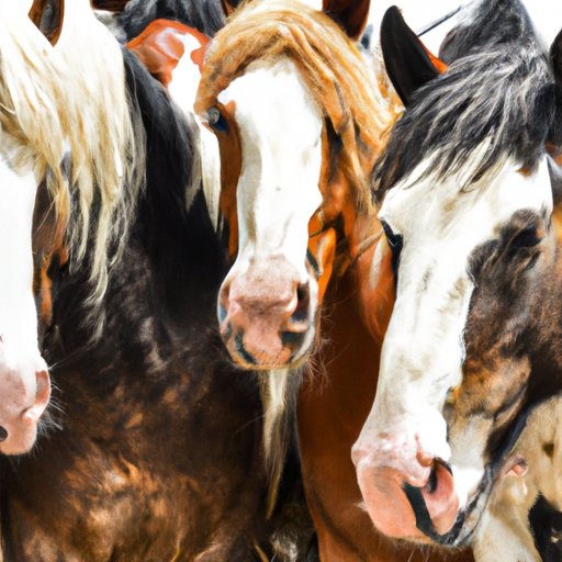 From A Herd To A Team: What To Call A Group Of Horses