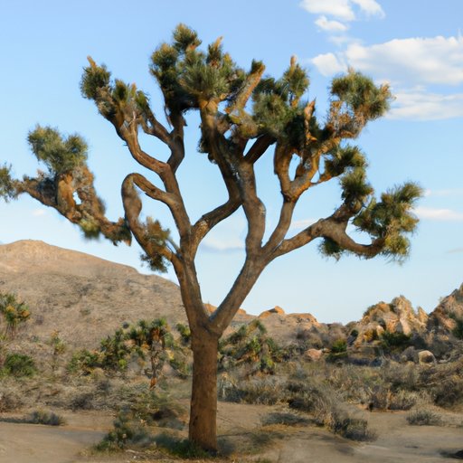Preserving the Joshua Tree and Its Habitat: The Threat of Climate Change