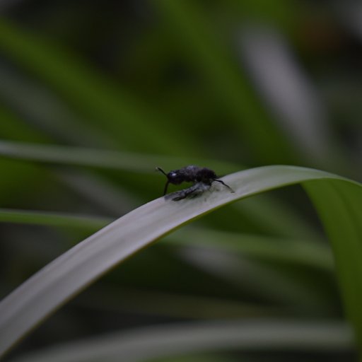  Defining Little Play in the BDSM Community 