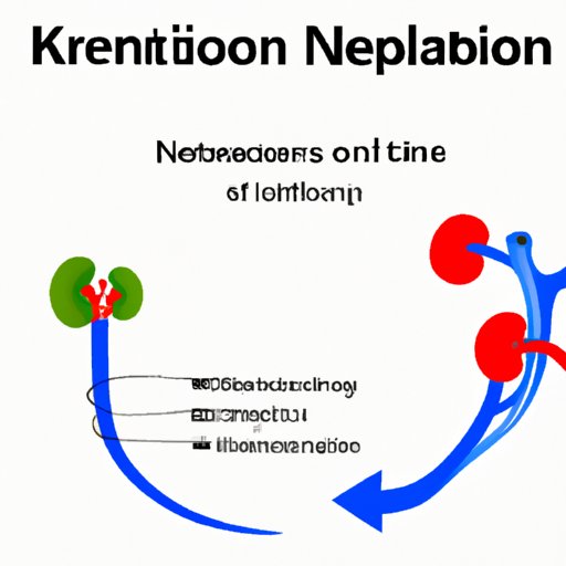 VII. Conclusion: Understanding Nephrons is Vital For Maintaining Healthy Kidneys