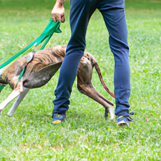 Training Your Whippet: Tips and Tricks for the Best Results
