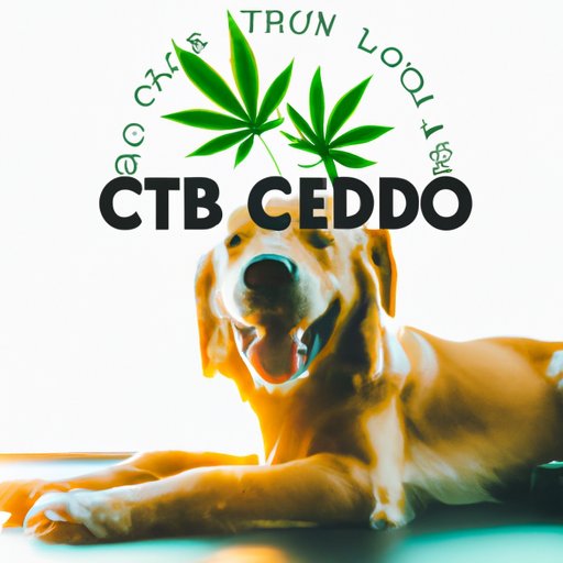 A Comprehensive Guide to CBD for Dogs: What You Need to Know
