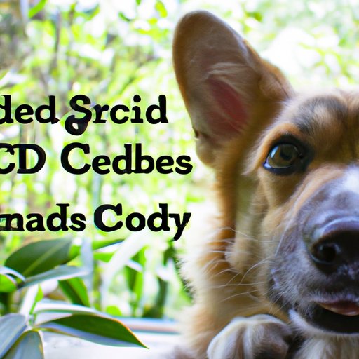 The Science Behind CBD and its Effect on Dogs: Separating Fact from Fiction