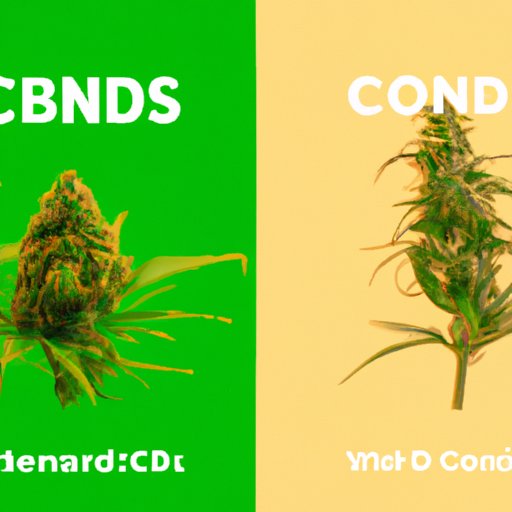 A Comparison of CBD Hemp Flower and Marijuana: Understanding the Differences