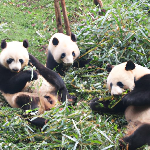 Pandas and Their Role in the Bamboo Ecosystem