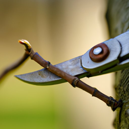 VIII. Avoiding Common Pruning Mistakes: Tips and Tricks for Success