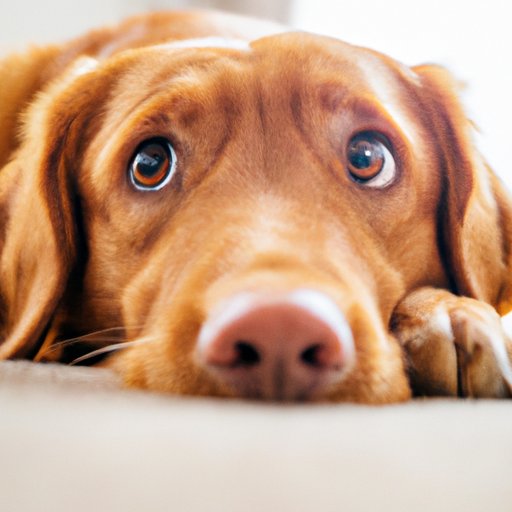 CBD for Anxious Dogs: Our Top Picks and Expert Reviews