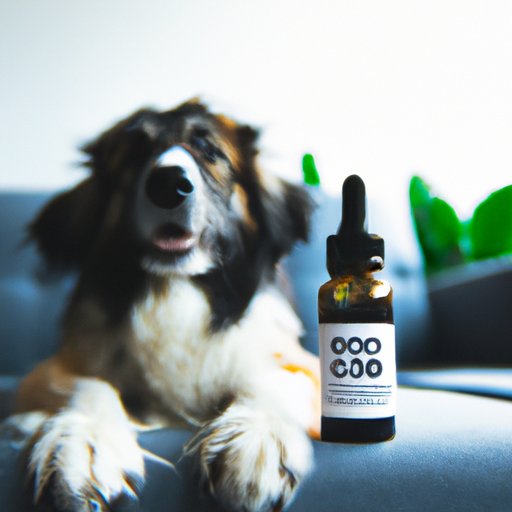 CBD for Dogs with Anxiety: What to Know Before You Buy