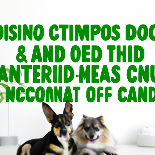 The ultimate guide to finding the best CBD oil for dogs