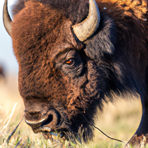 From the Great Plains to Your Plate: What Sets Bison and Buffalo Apart
