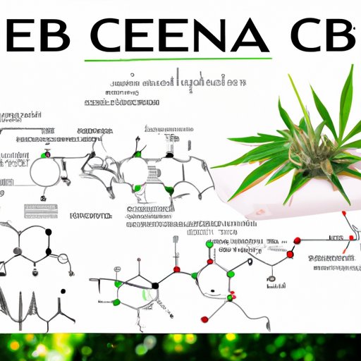 Exploring the Chemical Structures and Effects of CBD and Delta 8