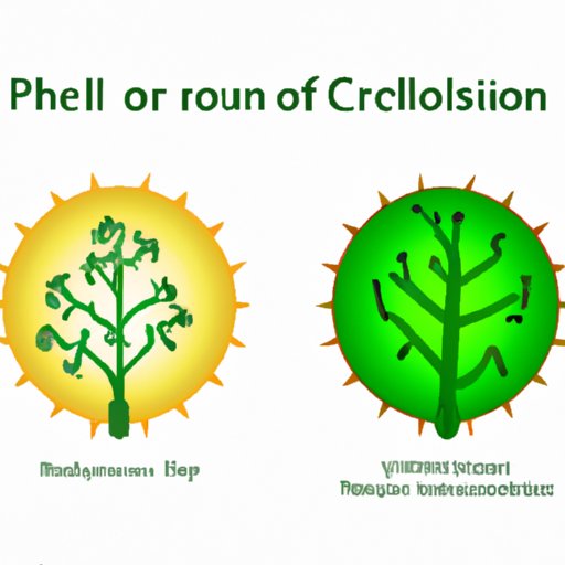 Photosynthesis and Cellular Respiration: Two Sides of the Same Coin