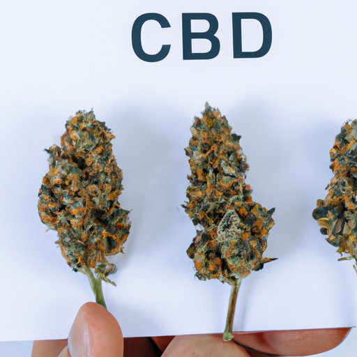 Highest CBD Content: Ranking the Strongest Strains for Maximum Effects