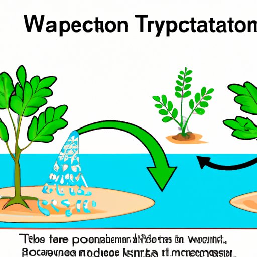 Transpiration: A Vital Process for the Continuity of the Water Cycle