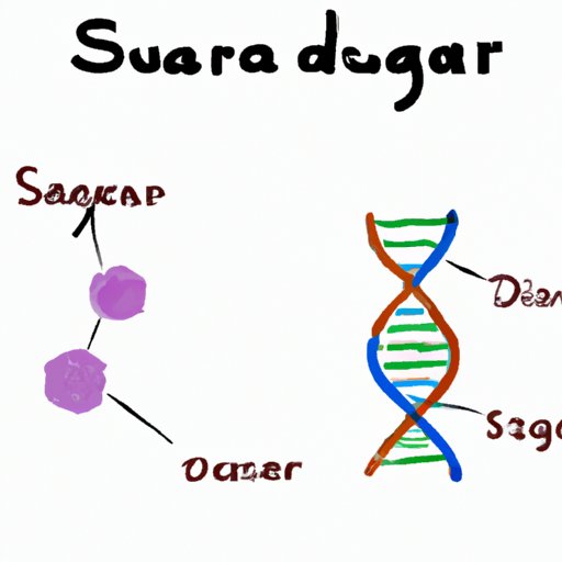 Chemical Composition of Sugar Molecules in DNA and Their Importance