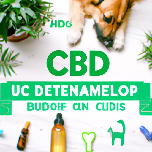 Top Places to Purchase CBD for Dogs: A Review and Comparison