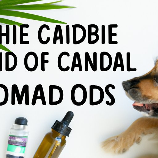 How to Choose the Best CBD Oil for Your Dog: Expert Advice and Product Recommendations