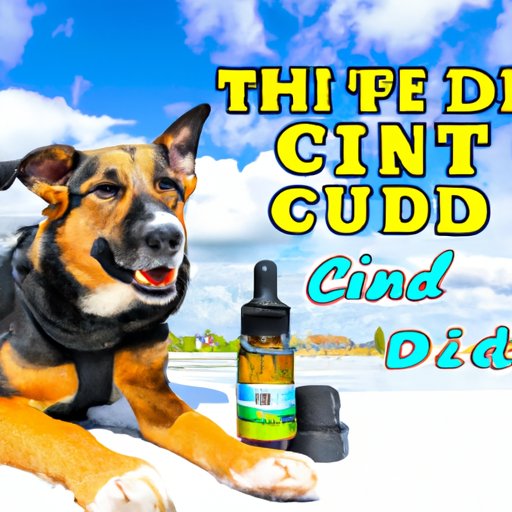 7 Best Places to Buy CBD Oil for Your Furry Friend