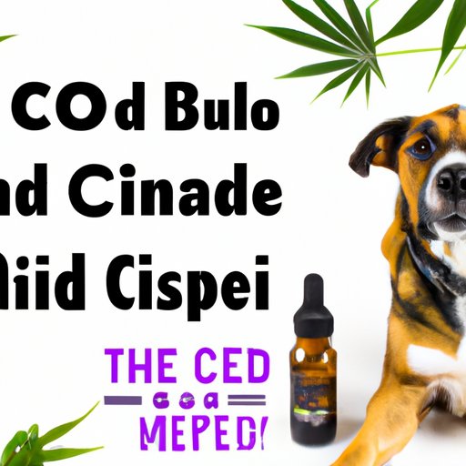 A Review of the Best CBD Oil Brands for Dogs