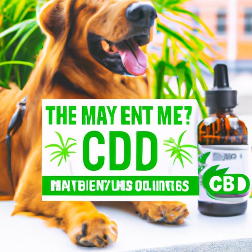 Dispelling Myths Around Dog CBD: Where You Can Safely Buy CBD for Your Dog