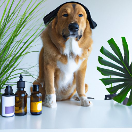 Expert Advice: Where Veterinarians Recommend Buying CBD for Dogs