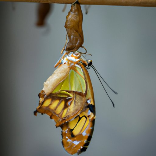 IV. When a Cocoon Becomes a Butterfly: Uncovering the Mysteries of Insect Transformation