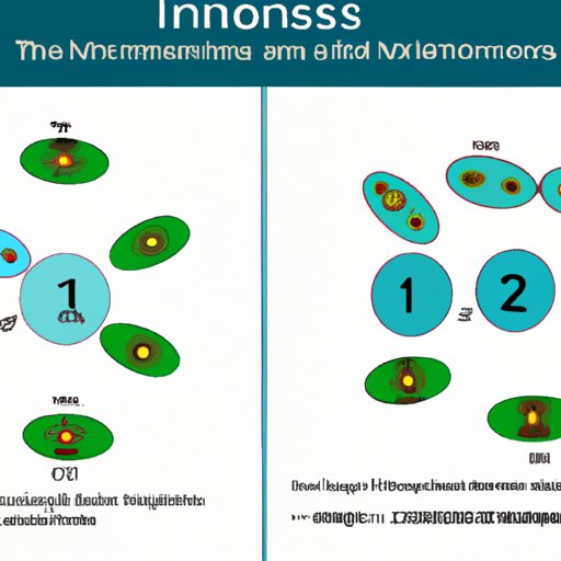 III. From Chromosomes to Offspring: Understanding Meiosis and Its Products