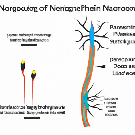 Investigating the Function of Long Preganglionic Neurons in the Parasympathetic Nervous System