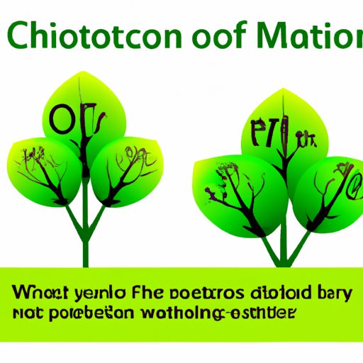 V. Why does Photosynthesis Matter: Removing Carbon Dioxide from the Atmosphere