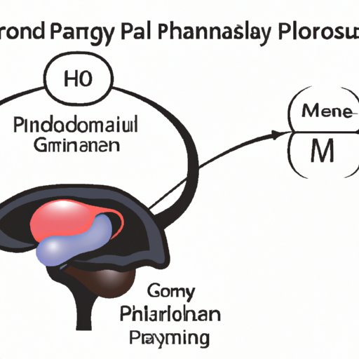  The Role of Pituitary Gland Hormones in Maintaining Hormonal Balance 