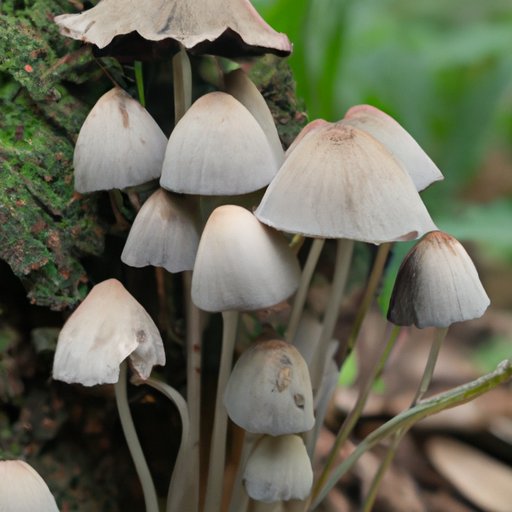 II. What are fungi and their typical characteristics